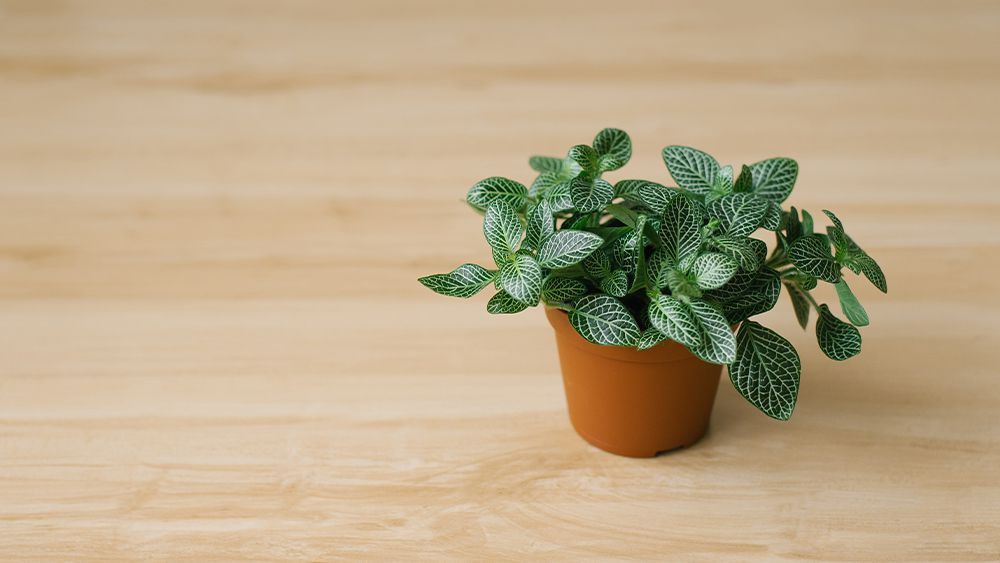 Nerve plant in plastic planter