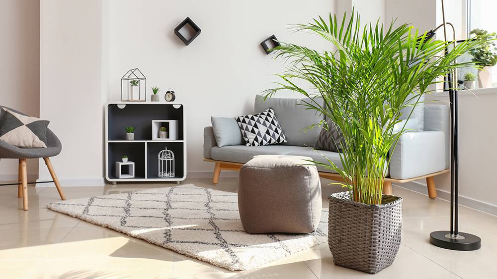 Bamboo palm in a living room