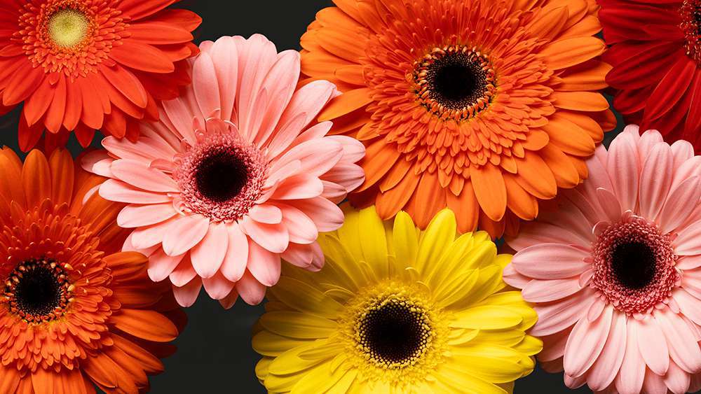 Gerbera Daisy