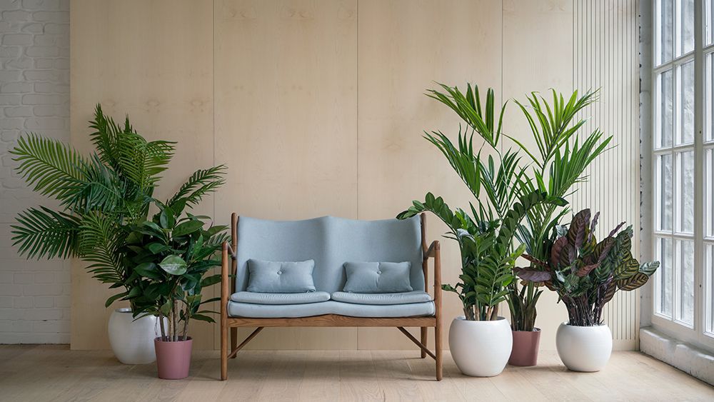Tropical houseplants