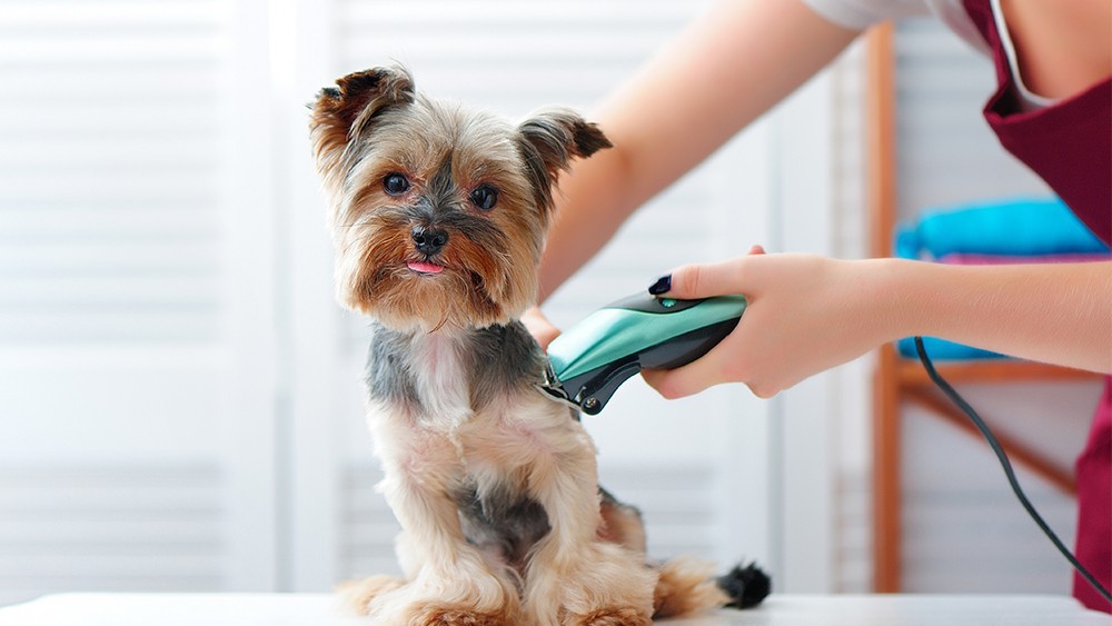 A woman shaving a dog