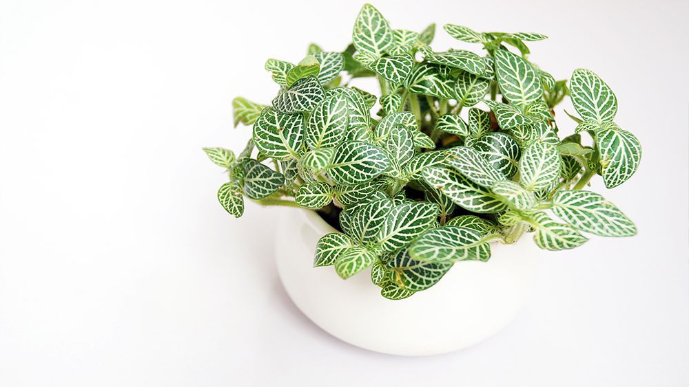 Fittonia - nerve plant