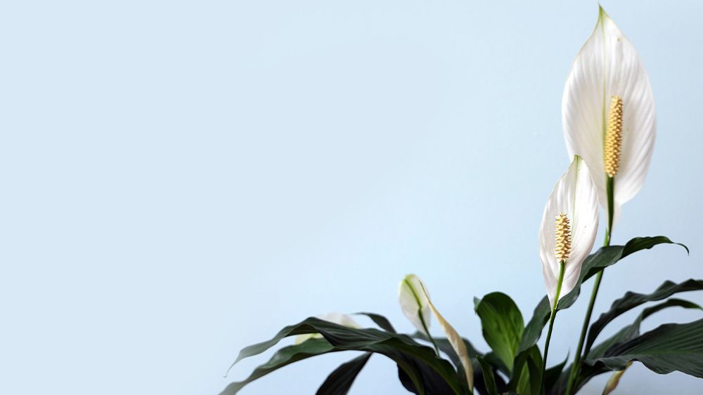 blooming plant - peacelily