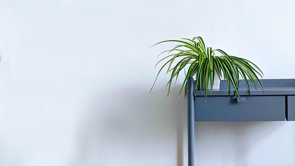 Spider plant on a table