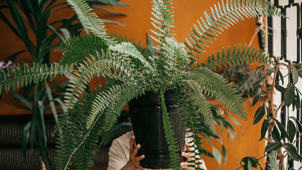 A woman holding Boston Fern