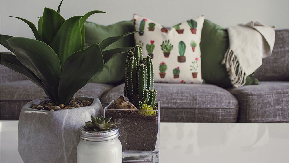 Cacti and succulent plants