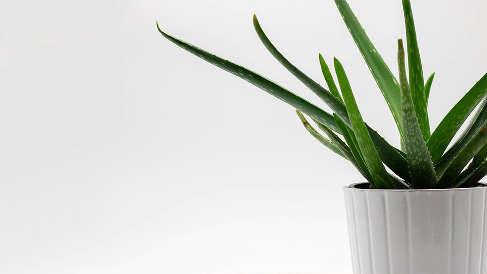 Aloe vera