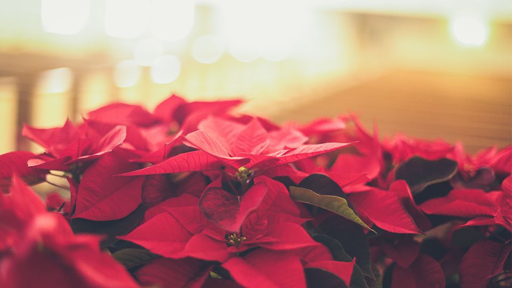 Poinsettia