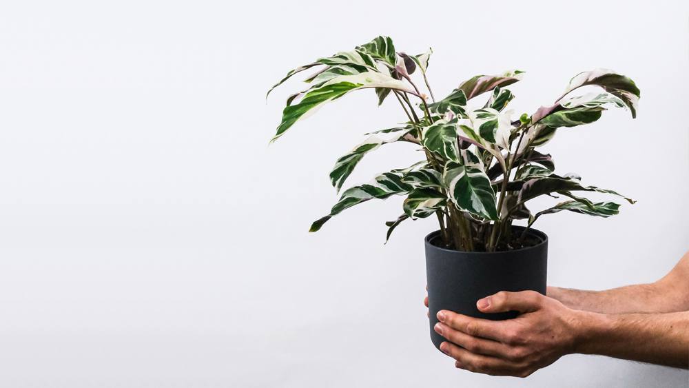 Calathea - humidity absorbing plant