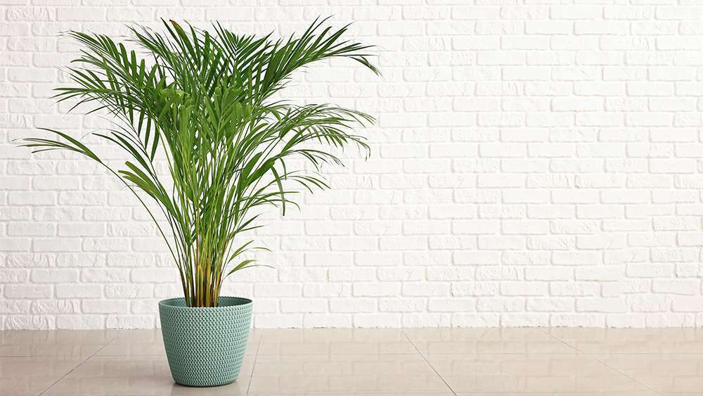 Areca palm