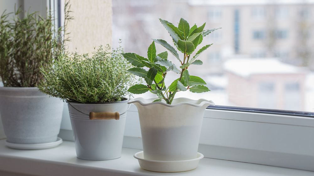 Houseplants palced on a window sill