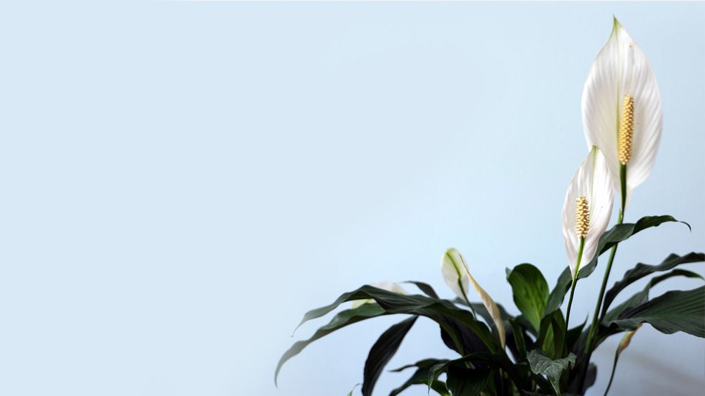 Peace lily blooming in spring season